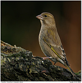 Grünfink - Achtung Sperber