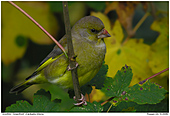 Grünfink - Grünfink im Herbstlaub