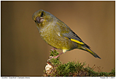 Grnfink - Grnfink ertappt Fotografen