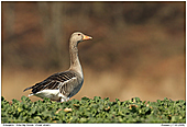 Graugans - Graugans - Mnnchen im Raps
