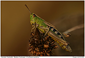 Gemeiner Grashpfer - Gemeiner Grashpfer