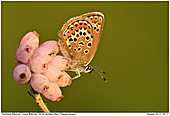 Geiklee-Bluling / Argus-Bluling - Geiklee-Bluling auf Glockenheide