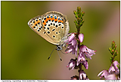 Argusbluling - Argusbluling am Frsjn in Smland