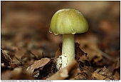 Grüner Knollenblätterpilz - Grüner Knollenblätterpilz