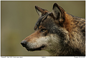 Grauwolf - Wolf