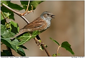 Heckenbraunelle - Singende Heckenbraunelle