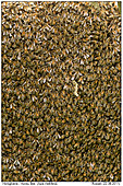 Honigbienen - Schwrmende Honigbienen