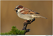 Haussperling - Haussperling - Mnnchen