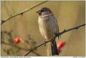 Haussperling - In den Hagebutten