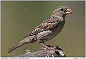 Haussperling - Haussperling - Weibchen