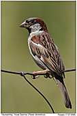Haussperling - Haussperling - Mnnchen