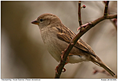 Haussperling - Ein Weibchen