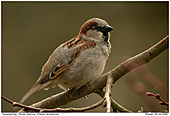 Haussperling - Haussperling
