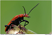 Rotkpfiger Feuerkfer - Rotkpfiger Feuerkfer
