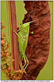 Kurzflgelige Schwertschrecke - Weibchen der Kurzflgeligen Schwertschrecke 