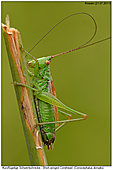 Kurzflgelige Schwertschrecke - Kurzflgelige Schwertschrecke