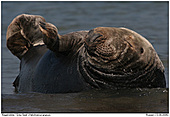 Kegelrobbe - Kegelrobbe beim Sonnenbad