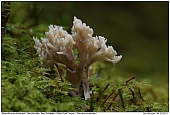 Kammkoralle - Kammfrmiger Keulenpilz