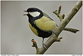 Kohlmeise - Singende Kohlmeise