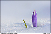 Krokus - Krokus - Blte im Schnee