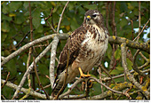 Musebussard - Musebussard