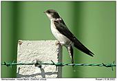 Mehlschwalbe - Mehlschwalbe