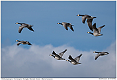 Weißwangengans / Nonnengans - Ein Trupp Weißwangengänse an der Geltinger Birk
