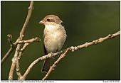 Neuntöter - Neuntöter - Weibchen