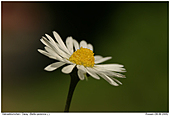 Gänseblümchen - Gänseblümchen