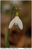 Schneeglckchen - Schneeglckchen