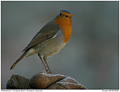 Rotkehlchen - Handzahmes Rotkehlchen