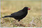 Rabenkrähe - Rabenkrähe an Mähopfer Fasanenhenne