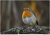 Rotkehlchen - Rotkehlchen