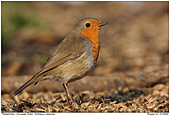 Rotkehlchen - Rotkehlchen