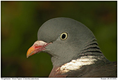 Ringeltaube - Ringeltaube Portrait
