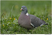Ringeltaube - Ringeltaube auf Wiese