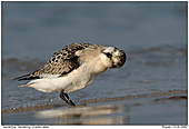 Sanderling - Den Kopf schtteln