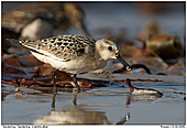 Sanderling - Sanderling