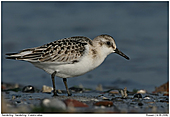 Sanderling - Sanderling