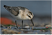 Sanderling - Sanderling - Wurmsuche