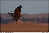 Seeadler - Seeadler vor den Dnen bei Hvide Sande