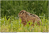 Feldhase - Feldhase im Maisfeld