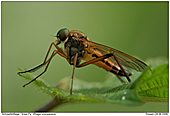 Schnepfenfliege - Schnepfenfliege