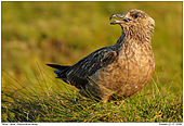 Skua - Skua