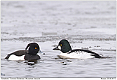 Schellente - Schellente (und Reiherente links)