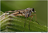 Schnepfenfliege - Schnepfenfliege