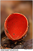 Scharlachroter Kelchbecherling - Scharlachroter Kelchbecherling - Einblick