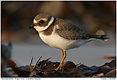 Sandregenpfeifer - Sandregenpfeifer