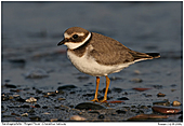 Sandregenpfeifer - Sandregenpfeifer