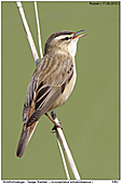 Schilfrohrsänger - Schilfrohrsänger Portrait
